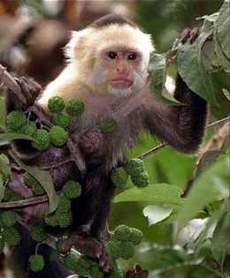 rainforest monkey animals monkeys capuchin symbiosis forest wild amazon mammals their fanpop cute types pet them they tropical so mutualism